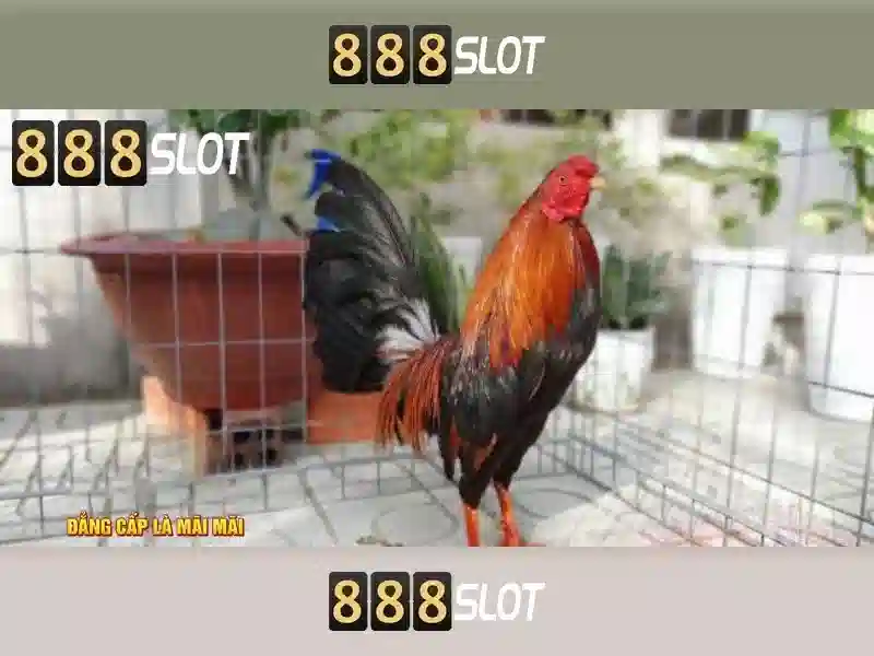 Trách Nhiệm Người Chơi